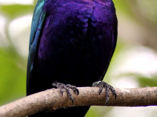 Glossy Purple Starling Bird