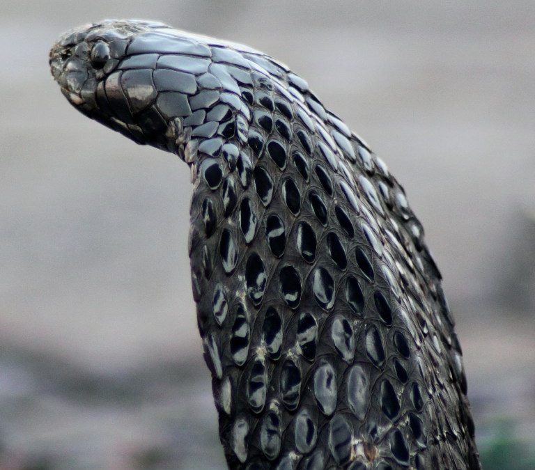 Snake Cobra